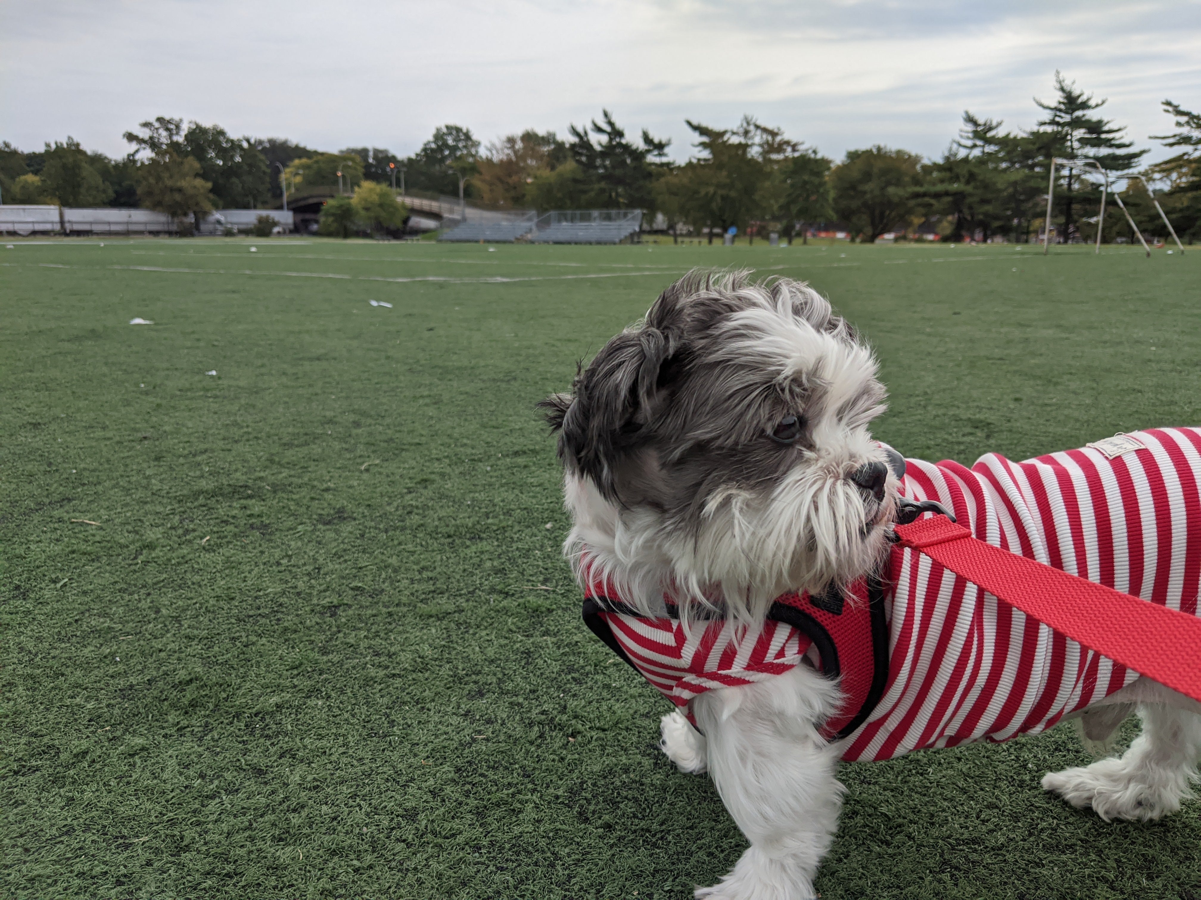 Saint Gecko wearing red stripes while standing on a sports field